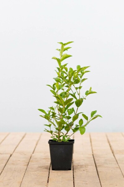 Ligustrum ovalifolium Ovalblättriger Liguster P9 30-40 cm