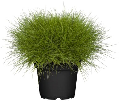Festuca gautieri