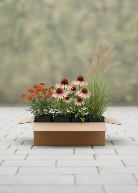 Spätsommerglanz Mix