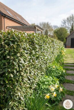 Ölweide Elaeagnus Ebbingei 150-175 cm