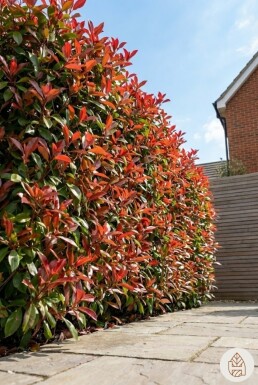 Glanzmispel Photinia Fraseri Red Robin 80-100 cm - Topf