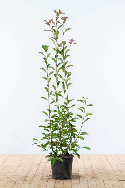 Glanzmispel Photinia Fraseri Red Robin 125-150 cm