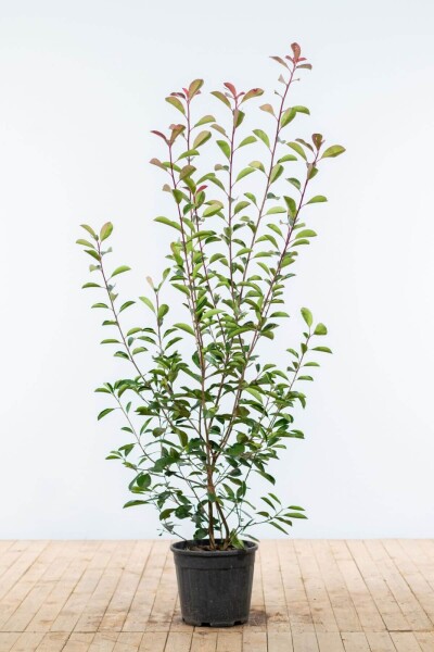 Glanzmispel Photinia Fraseri Red Robin 150-175 cm