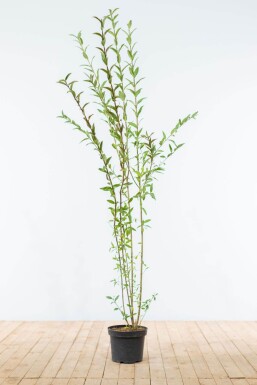 Ligustrum Vulgare Gewöhnlicher Liguster 150-175 cm