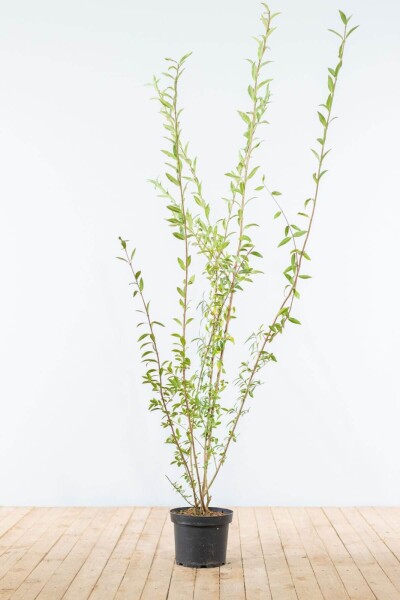 Ligustrum Vulgare Gewöhnlicher Liguster 175-200 cm