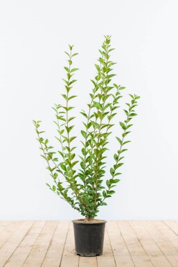 Ligustrum Ovalifolium Ovalblättriger Liguster 60-80 cm