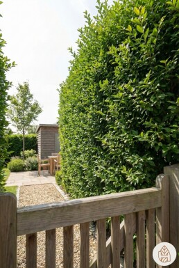 Ligustrum Ovalifolium Ovalblättriger Liguster 80-100 cm