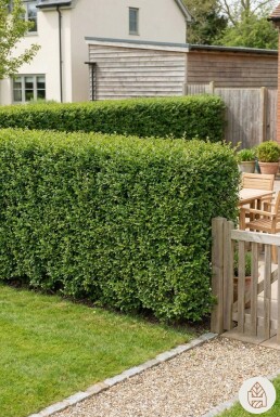 Ligustrum Ovalifolium Ovalblättriger Liguster 100-125 cm