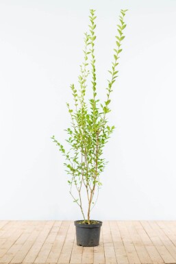 Ligustrum Ovalifolium Ovalblättriger Liguster 150-175 cm