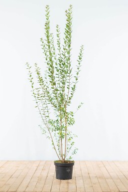 Ligustrum Vulgare Atrovirens Schwarzgrüner Liguster 150-175 cm