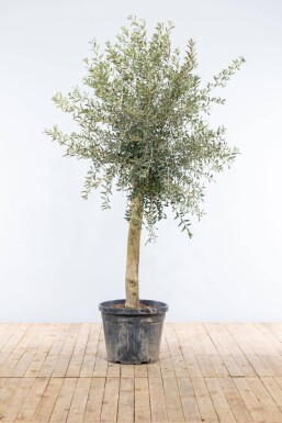 Olivenbaum / Olea Europaea auf Stamm 150-175 cm