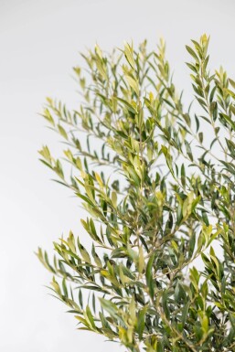 Olivenbaum / Olea Europaea auf Stamm 150-175 cm