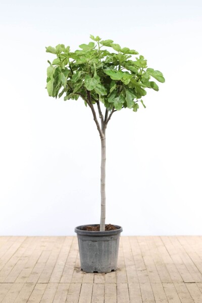 Feigenbaum / Ficus Carica auf Stamm 80-100 cm