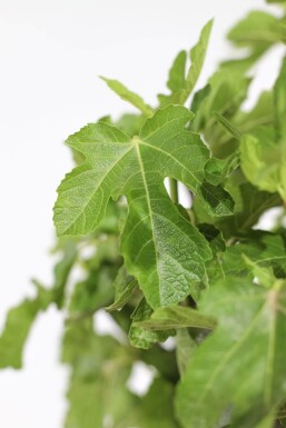 Feigenbaum / Ficus Carica auf Stamm 80-100 cm