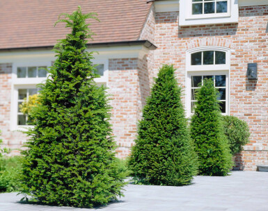 Eiben / Taxus baccata 40-60 cm Topf