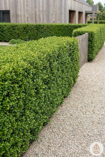 Japanische Stechpalme / Ilex Crenata Convexa 50-60 cm - Topf