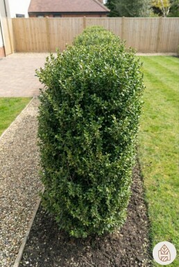 Japanische Stechpalme / Ilex Crenata Green Hedge 40-60 cm - Topf