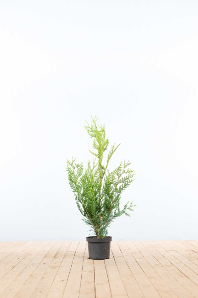 Lebensbaum / Thuja Plicata Atrovirens 80-100 cm - Topf