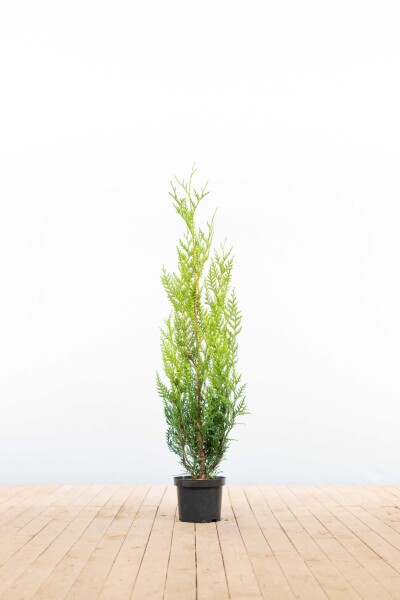 Lebensbaum / Thuja Plicata Atrovirens 100-125 cm - Topf