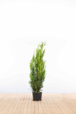 Lebensbaum / Thuja Plicata Atrovirens 125-150 cm - Topf