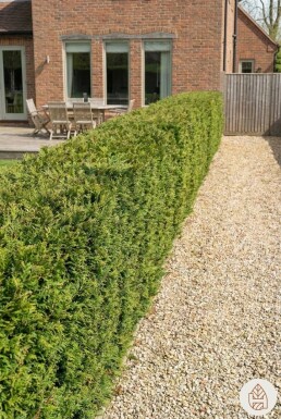 Lebensbaum / Thuja Plicata Atrovirens 175-200 cm - Topf