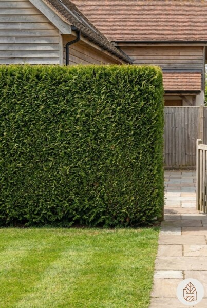 Lebensbaum / Thuja Plicata Excelsa 80-100 cm - Topf