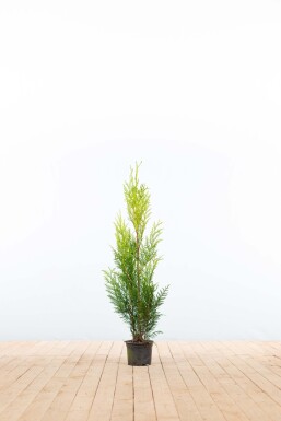 Lebensbaum / Thuja Plicata Martin 80-100 cm - Topf