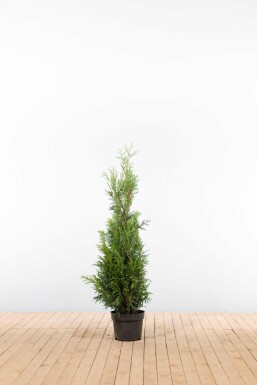Lebensbaum / Thuja Plicata Martin 100-125 cm - Topf