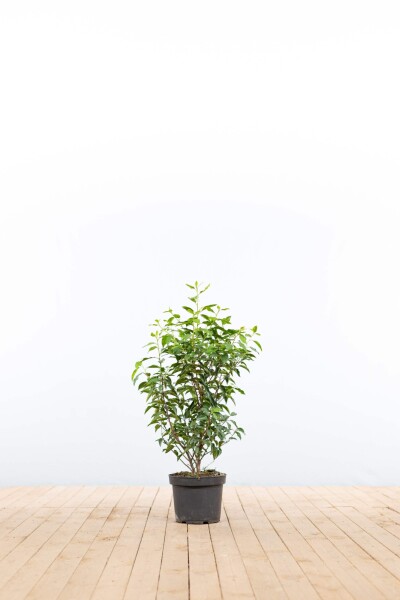 Portugiesischer Kirschlorbeer / Prunus Lusitanica Angustifolia 60-80 cm - Topf