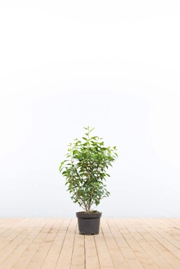 Portugiesischer Kirschlorbeer / Prunus Lusitanica Angustifolia 60-80 cm - Topf