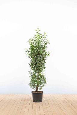 Portugiesischer Kirschlorbeer / Prunus Lusitanica Angustifolia 125-150 cm - Topf