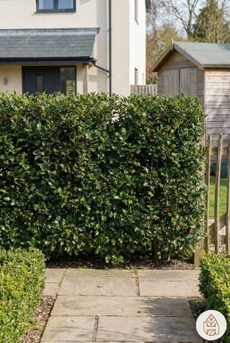 Stechpalme / Ilex Aquifolium 60-80 cm - Topf