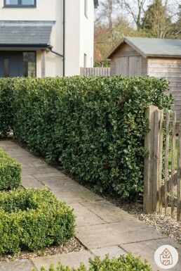 Stechpalme / Ilex Aquifolium 60-80 cm - Topf