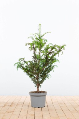 Eiben / Taxus Baccata 60-80 cm - Topf