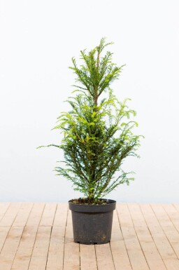 Eiben / Taxus Baccata 80-100 cm - Topf