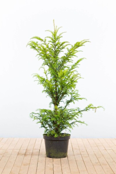 Eiben / Taxus Baccata 100-120 cm - Topf