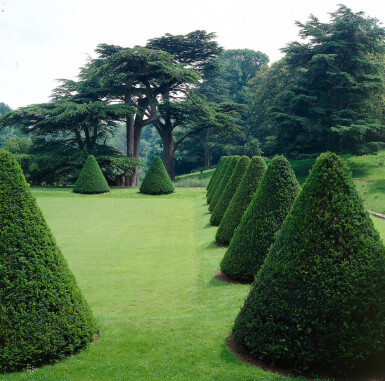 Eiben / Taxus Baccata 100-120 cm - Topf