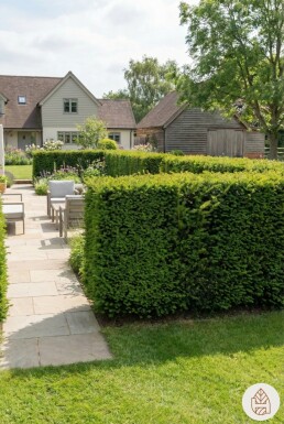 Eiben / Taxus Media Hillii 60-80 cm - Topf