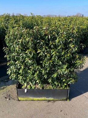 Portugiesischer Kirschlorbeer / Prunus Lusitanica Angustifolia Fertighecke 100x30x120 cm