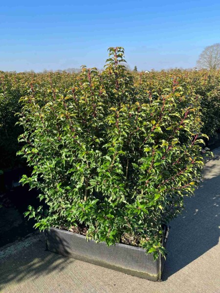 Portugiesischer Kirschlorbeer / Prunus Lusitanica Angustifolia Fertighecke 100x30x140cm