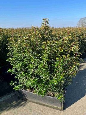 Portugiesischer Kirschlorbeer / Prunus Lusitanica Angustifolia Fertighecke 100x30x140cm