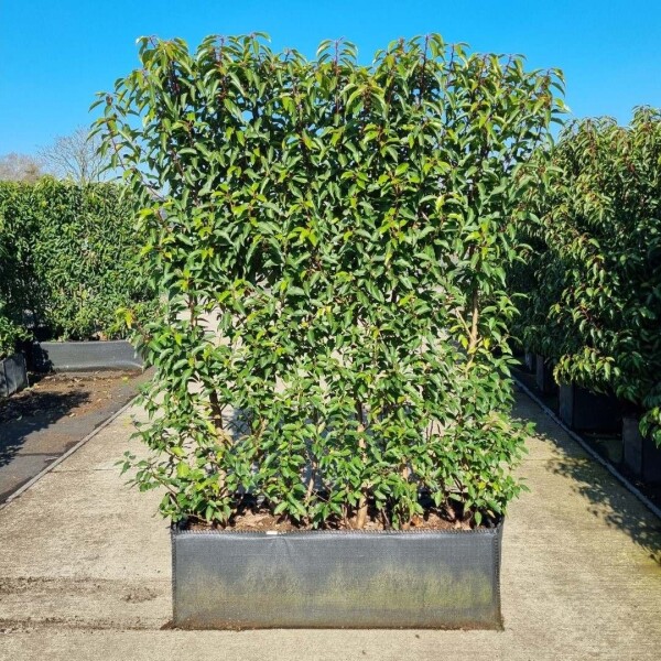 Portugiesischer Kirschlorbeer / Prunus Lusitanica Angustifolia 100x30x160cm - Fertighecke