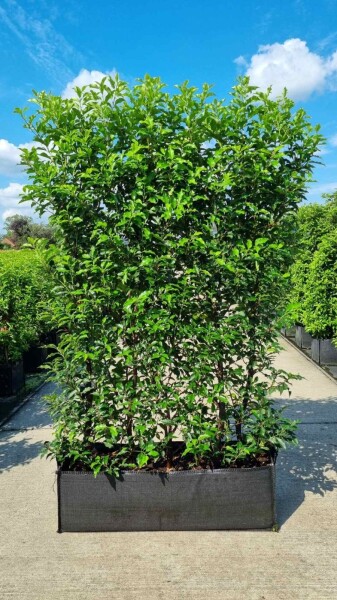 Portugiesischer Kirschlorbeer / Prunus Lusitanica Angustifolia Fertighecke 100x30x180cm