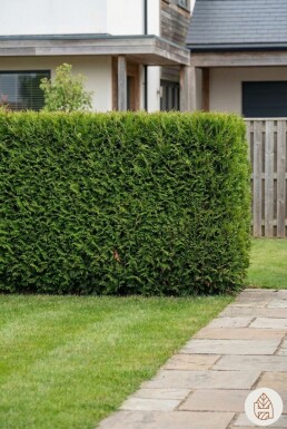 Lebensbaum / Thuja Occidentalis Brabant 140-160 cm - Topf