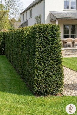 Eiben / Taxus Baccata 120-140 cm - Topf