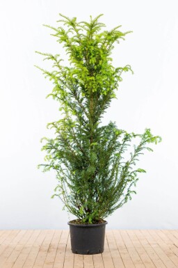 Eiben / Taxus Baccata 160-180 cm - Topf
