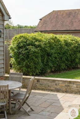 Bambus / Fargesia Jiuzhaigou 200-225 cm - Topf