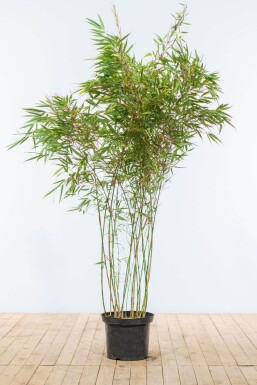 Bambus / Fargesia Rufa 150-175 cm - Topf