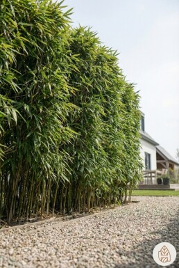 Bambus / Phyllostachys Bissetii 200-225 cm - Topf