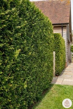 Lebensbaum / Thuja Plicata Excelsa 125-150 cm - Topf